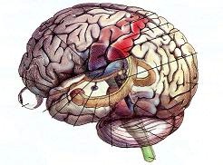Το θέμα των «καρωτίδων» στα εγκεφαλικά έμφρακτα