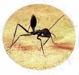 Ερευνητικά νέα, το μυρμήγκι και ο εγκέφαλος