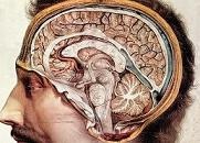 Εγκεφαλικά «σήματα» και παρεγκεφαλίδα